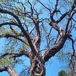 Bleichehof