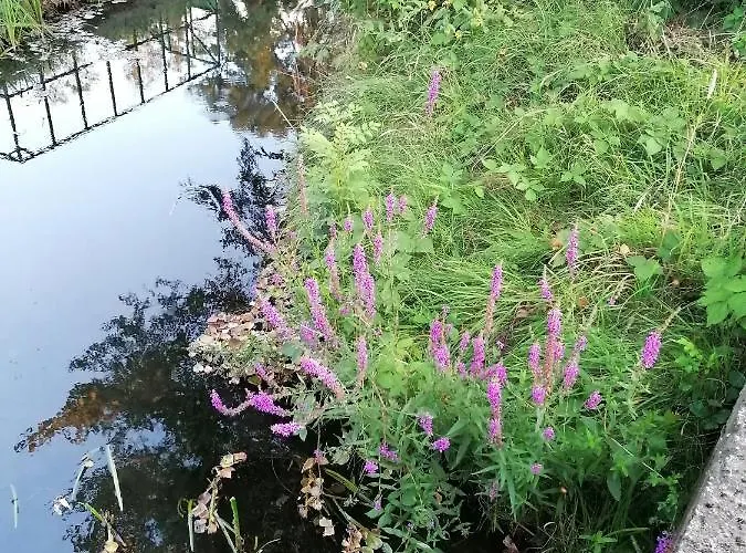 Bleichehof * Burg (Spreewald)